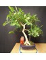 Ficus 1