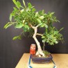 Ficus 1