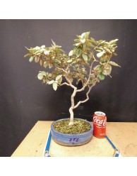 Eleagnus 5