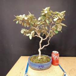 Eleagnus 5