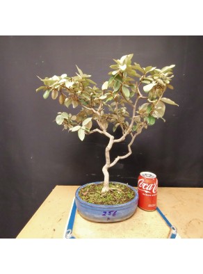 Eleagnus 5 Eleagnus 5