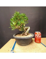 Gardenia 1