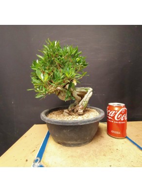 Gardenia 1 Gardenia 1