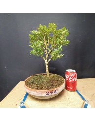 Buxus 1