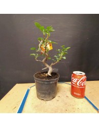 Manzano sargentii 1