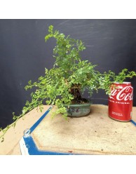 Rosal 1