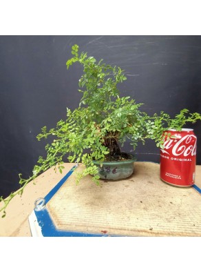 Rosal 1 Rosal 1