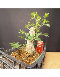Crataegus 5