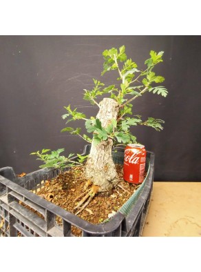 Crataegus 1 Crataegus 1