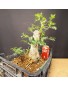 Crataegus 5