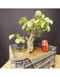 Cercis siliquastrum 1