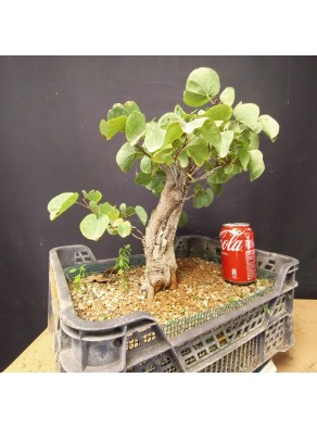 Cercis siliquastrum 1 Cercis siliquastrum 1