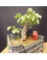 Cercis siliquastrum 1