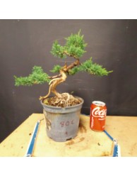 juniperus chinensis kishu 1