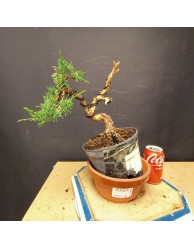 juniperus chinensis kishu 2