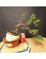 juniperus chinensis kishu 3