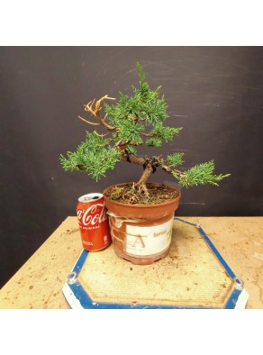 juniperus chinensis kishu 4 juniperus chinensis kishu 4