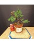 juniperus chinensis kishu 4