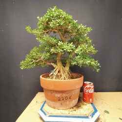 Buxus 1