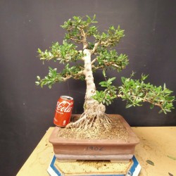 Acebuche 3