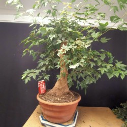 Acer Buerguerianum 3