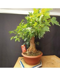 Acer Buerguerianum 4