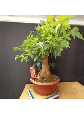 Acer Buerguerianum 4