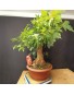 Acer Buerguerianum 4