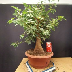 Acer Buerguerianum 5