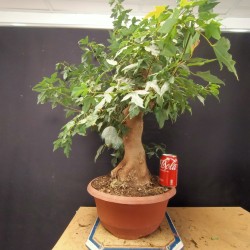 Acer Buerguerianum 4