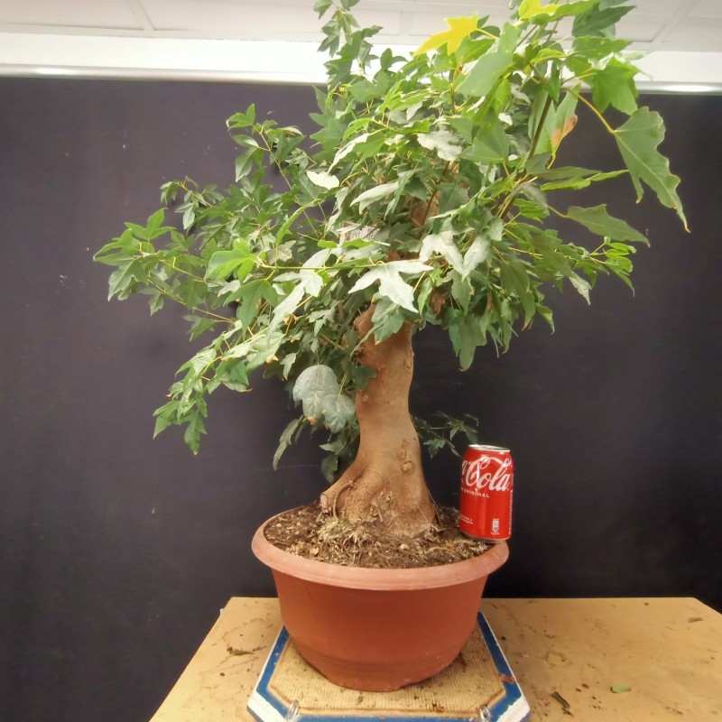 Acer Buerguerianum 4