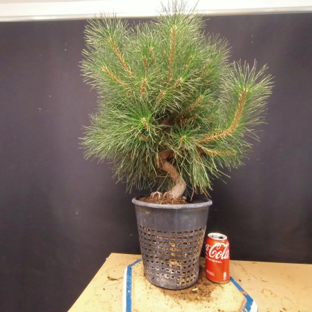 Pinus Tumbergii 1