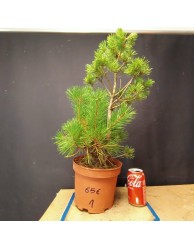 Pinus sylvestris 1