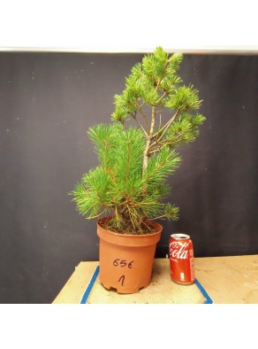 Pinus sylvestris 1 Pinus sylvestris 1