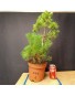 Pinus sylvestris 1