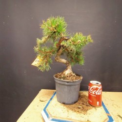 Pino Senjumaru 3