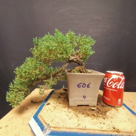 Juniperus Procumbens Nana 4