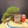 Juniperus Procumbens Nana 4