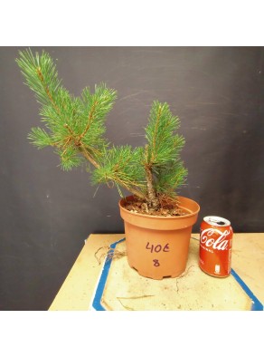 Pinus sylvestris 8 Pinus sylvestris 8