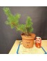 Pinus sylvestris 8