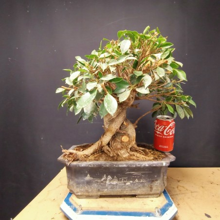 Ficus 2