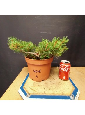 Pinus sylvestris 9 Pinus sylvestris 9