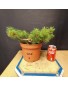 Pinus sylvestris 9