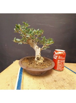 Acebuche 5