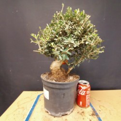 Acebuche 2