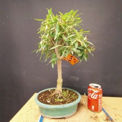 Ficus Nerifolia 1