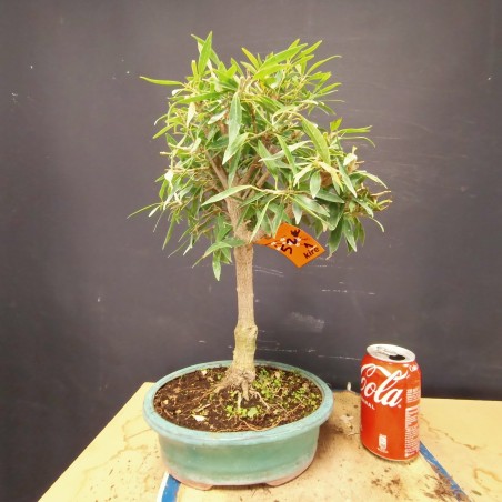Ficus Nerifolia 1