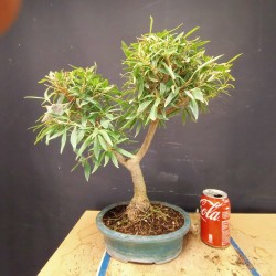 Ficus Nerifolia 2