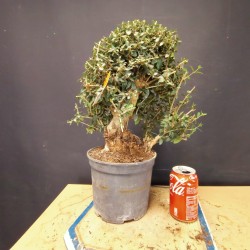 Acebuche 4