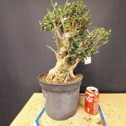 Acebuche 5
